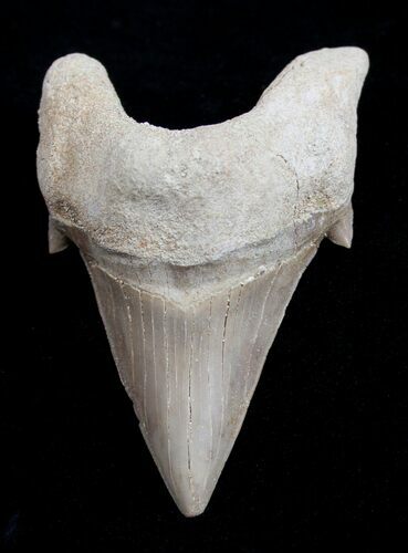 High Quality Otodus Fossil Shark Tooth #1742